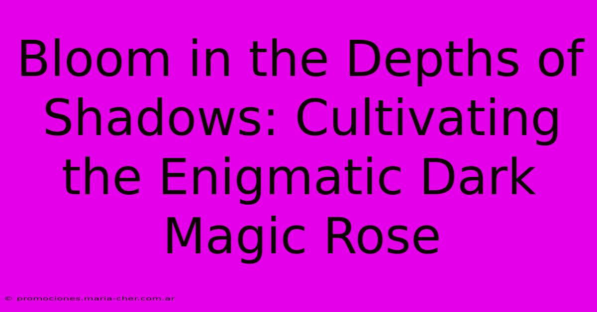 Bloom In The Depths Of Shadows: Cultivating The Enigmatic Dark Magic Rose