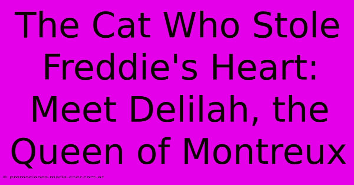 The Cat Who Stole Freddie's Heart: Meet Delilah, The Queen Of Montreux