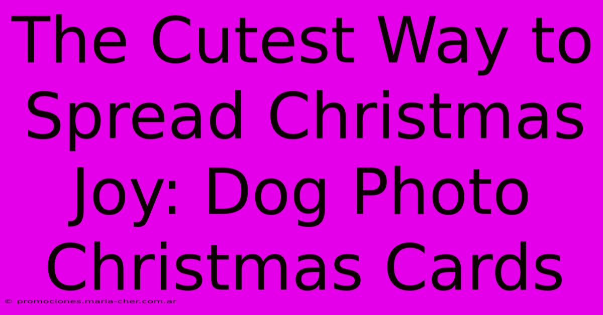 The Cutest Way To Spread Christmas Joy: Dog Photo Christmas Cards