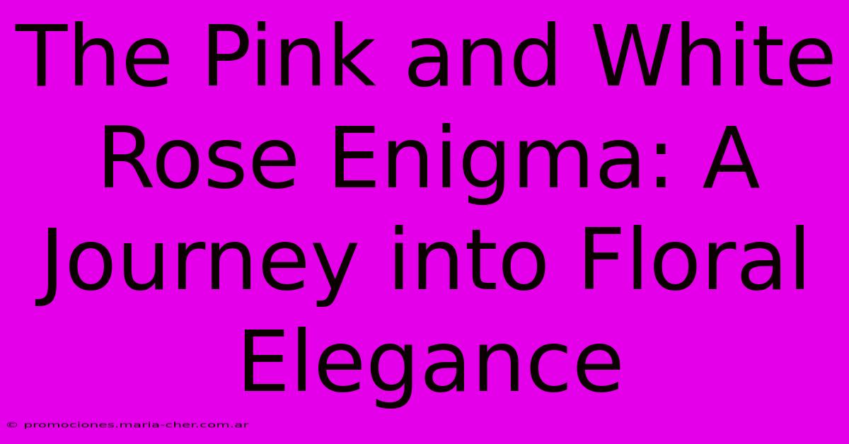 The Pink And White Rose Enigma: A Journey Into Floral Elegance