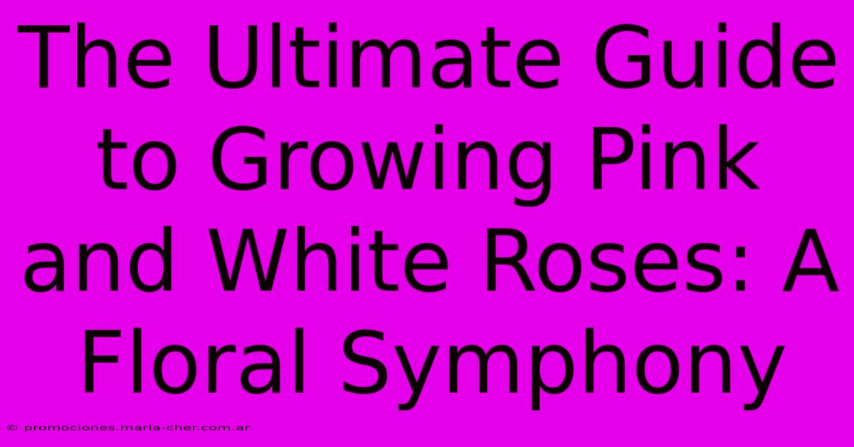 The Ultimate Guide To Growing Pink And White Roses: A Floral Symphony