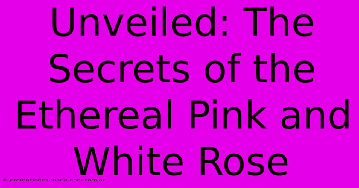 Unveiled: The Secrets Of The Ethereal Pink And White Rose